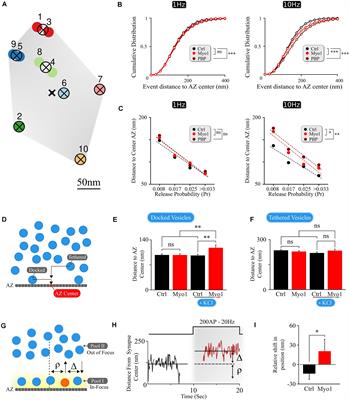 Myosin V Regulates Spatial Localization of Different Forms of Neurotransmitter Release in Central Synapses